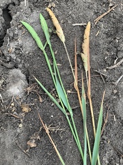 Phalaris caroliniana