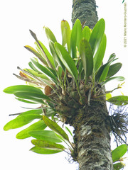 Maxillaria endresii