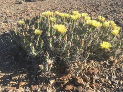 Grusonia aggeria