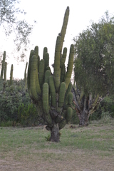Trichocereus terscheckii