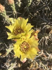 Grusonia aggeria
