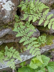 Cystopteris tennesseensis