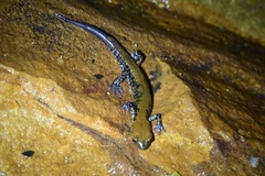 Plethodon petraeus