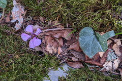 Cyclamen alpinum