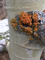 Xanthomendoza montana