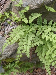 Cystopteris tennesseensis