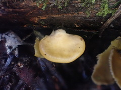 Pleurotus purpureo-olivaceus