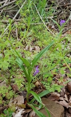 Tradescantia ernestiana