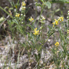 Crotalaria medicaginea