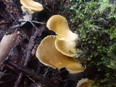 Pleurotus purpureo-olivaceus