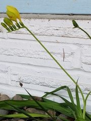 Freesia