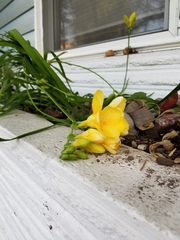 Freesia