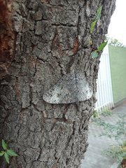 Hamadryas glauconome grisea