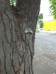 Hamadryas glauconome grisea