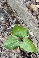 Trillium viride