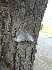 Hamadryas glauconome grisea