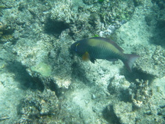 Cetoscarus ocellatus