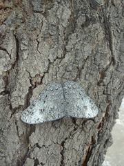 Hamadryas glauconome grisea