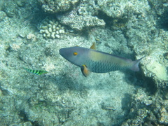 Cetoscarus ocellatus