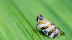 Tachycixius venustulus