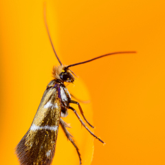 Micropterix aruncella