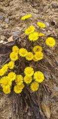 Tussilago farfara