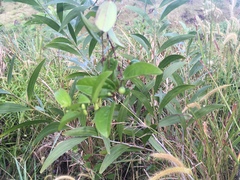 Acacia confusa