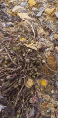 Tussilago farfara