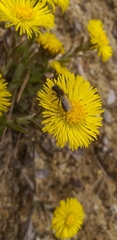 Tussilago farfara
