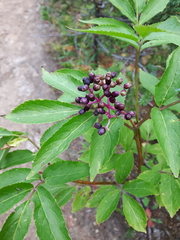 Sambucus racemosa melanocarpa