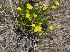 Ranunculus occidentalis occidentalis