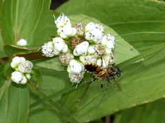 Pyrrhosphodrus amazonus