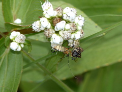 Pyrrhosphodrus amazonus