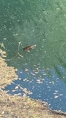 Actinemys marmorata marmorata