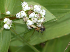 Pyrrhosphodrus amazonus