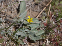Viola pinetorum