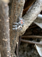 Phidippus phoenix