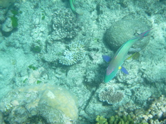 Cetoscarus ocellatus