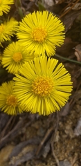 Tussilago farfara