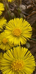 Tussilago farfara