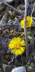 Tussilago farfara