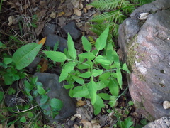 Angelica tomentosa