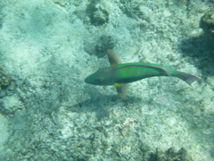 Cetoscarus ocellatus