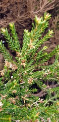 Melaleuca halmaturorum