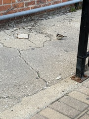 Passer domesticus