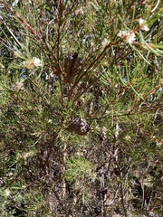 Hakea propinqua