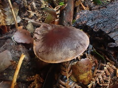 Thaxterogaster submagellanicus