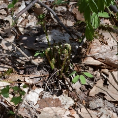 Matteuccia struthiopteris