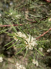 Hakea propinqua