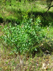 Lomatium californicum